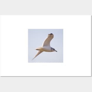 Black Headed Gull Posters and Art